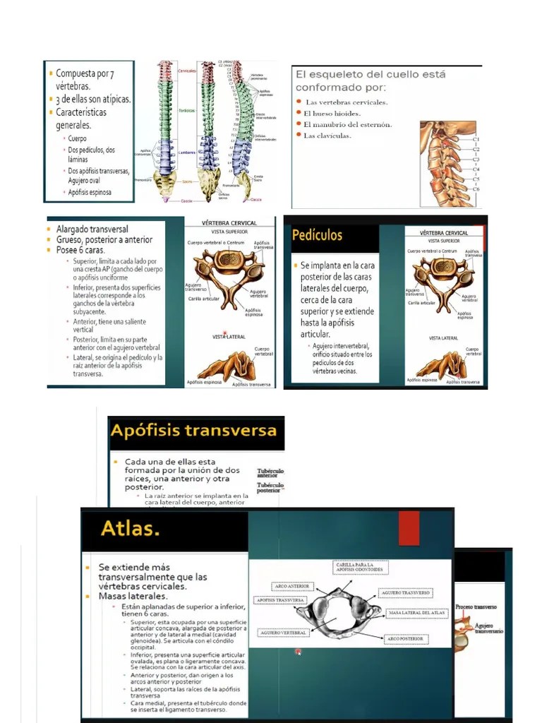 Clases De Anatomia 4 | PDF