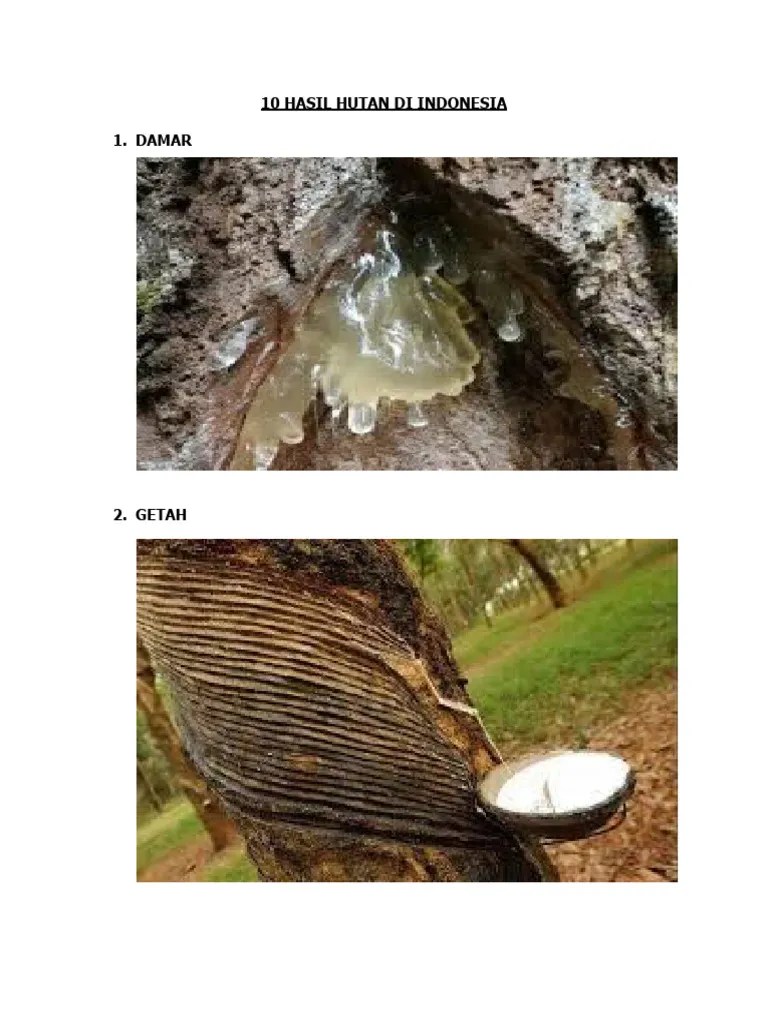 10 hasil hutan di indonesia