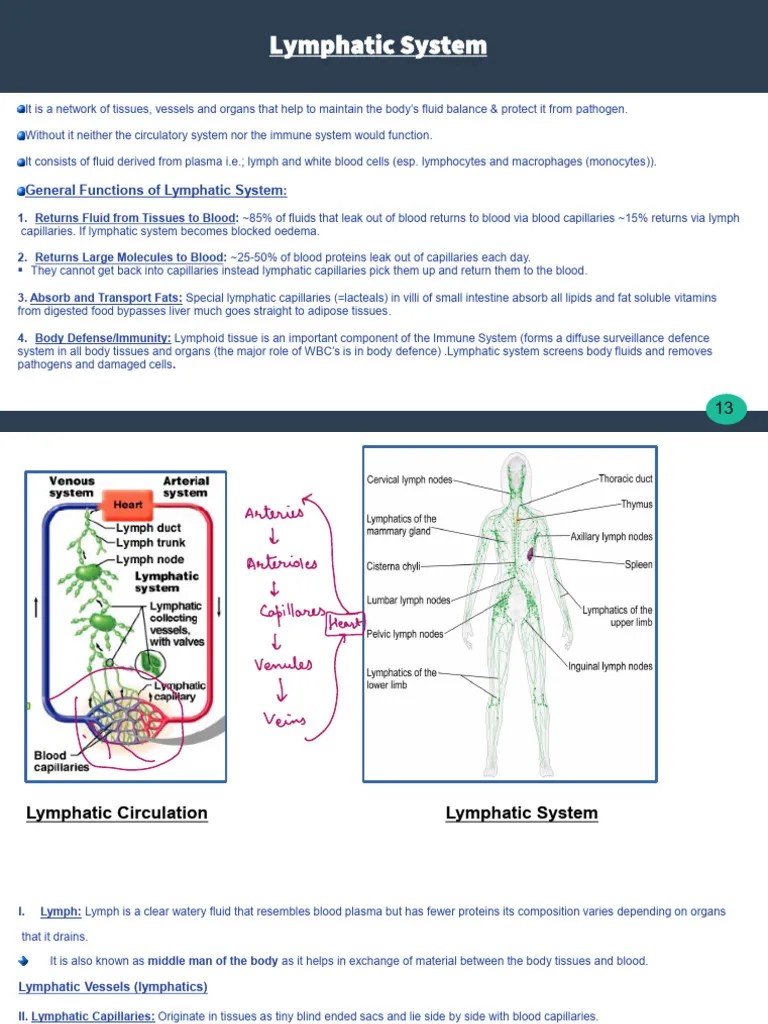Lymphatic System | PDF | Lymphatic System | Capillary