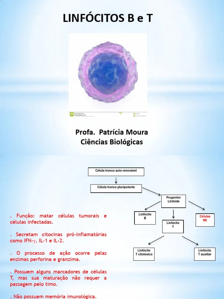 Aula 4 Linfocitos | PDF | Célula T | Célula B