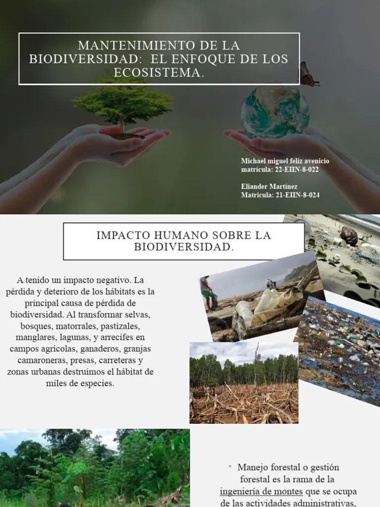 EXPOSICION | PDF | Los Bosques | Deforestación
