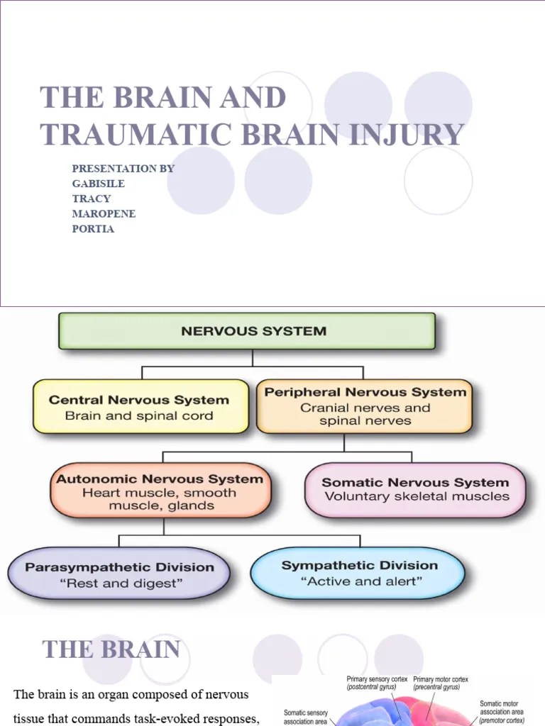 The Brain And Traumatic Brain Injury (Gabi) | PDF | Cerebrum | Cerebral ...