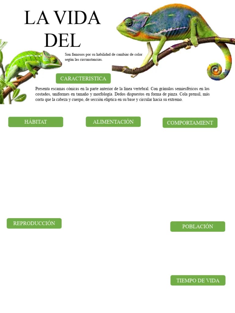 Act. 3 Vida Del Camaleon | PDF