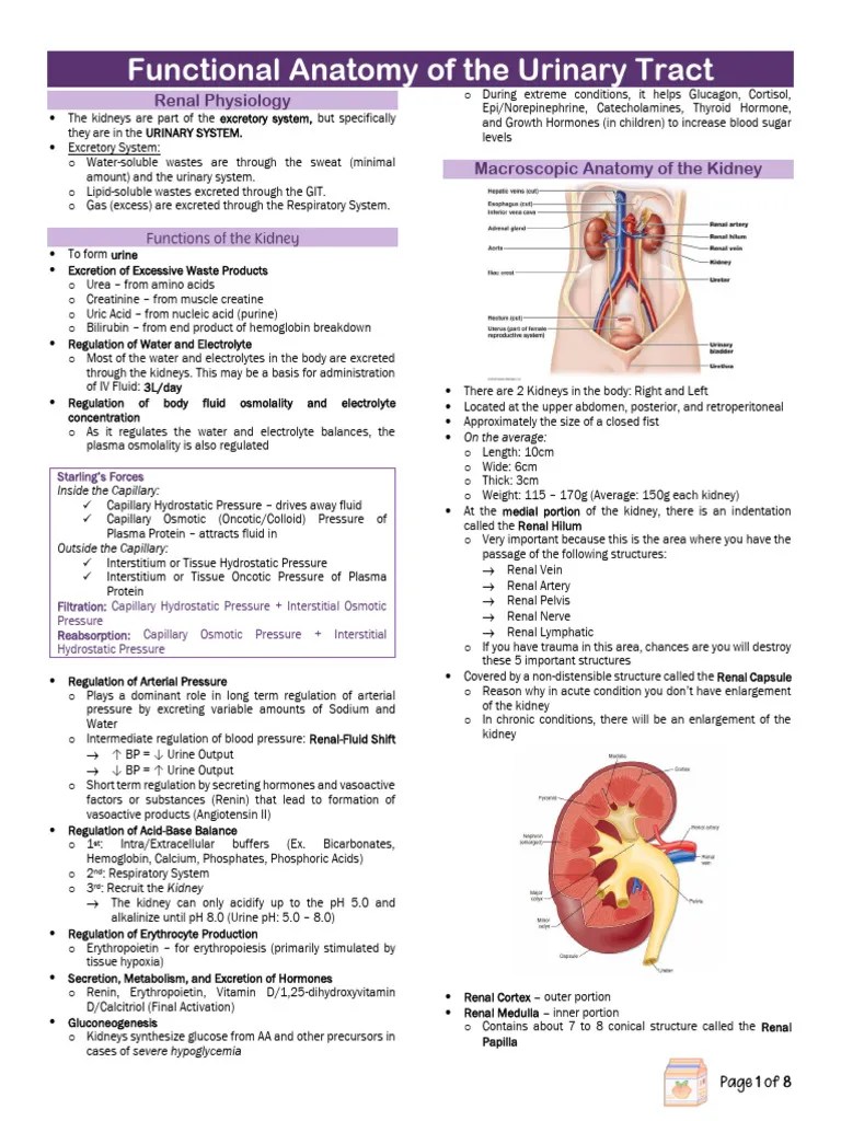 1.1 Renal Physiology 1 | Download Free PDF | Kidney | Urinary System
