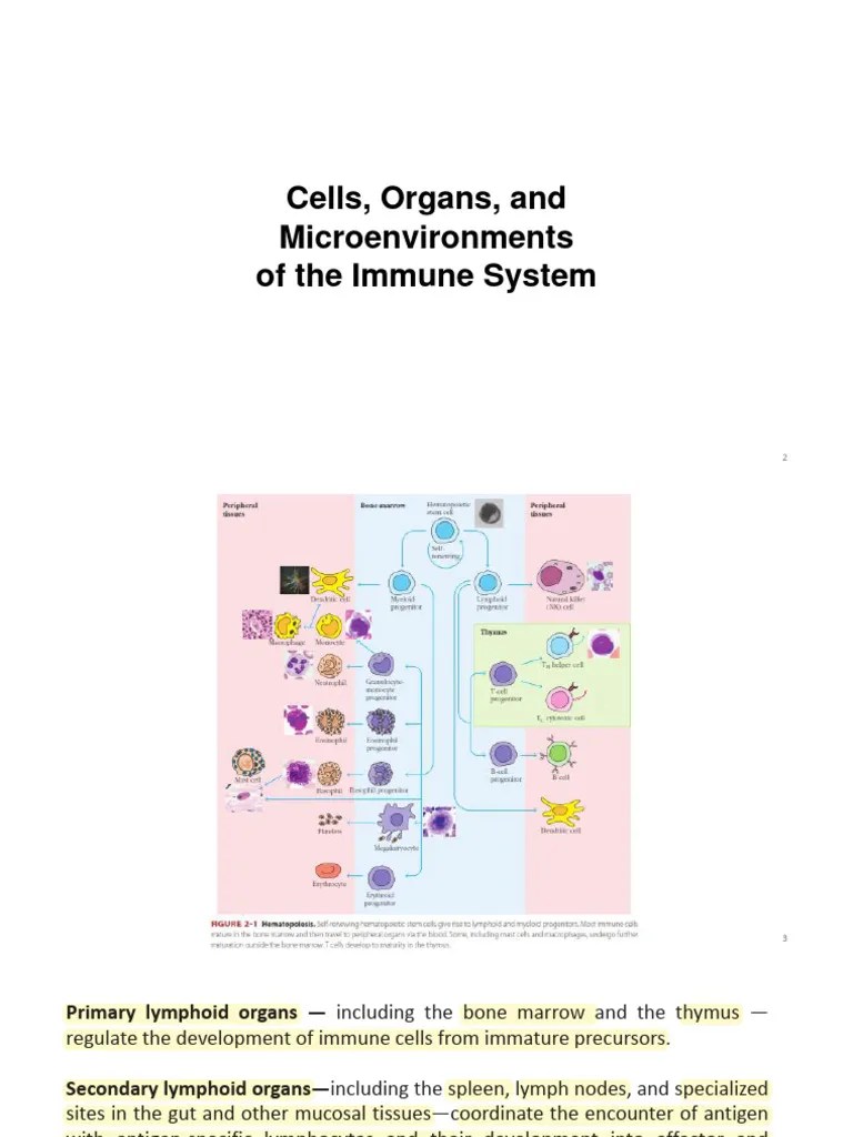 Lecture- Cells Tissues And Organs -Immunology | PDF | Lymphocyte ...