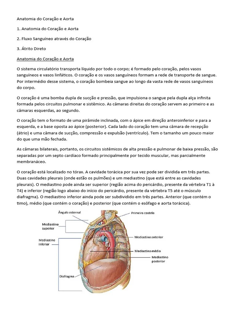 Anatomia Do Coração E Aorta Material Da Profe | PDF | Coração ...