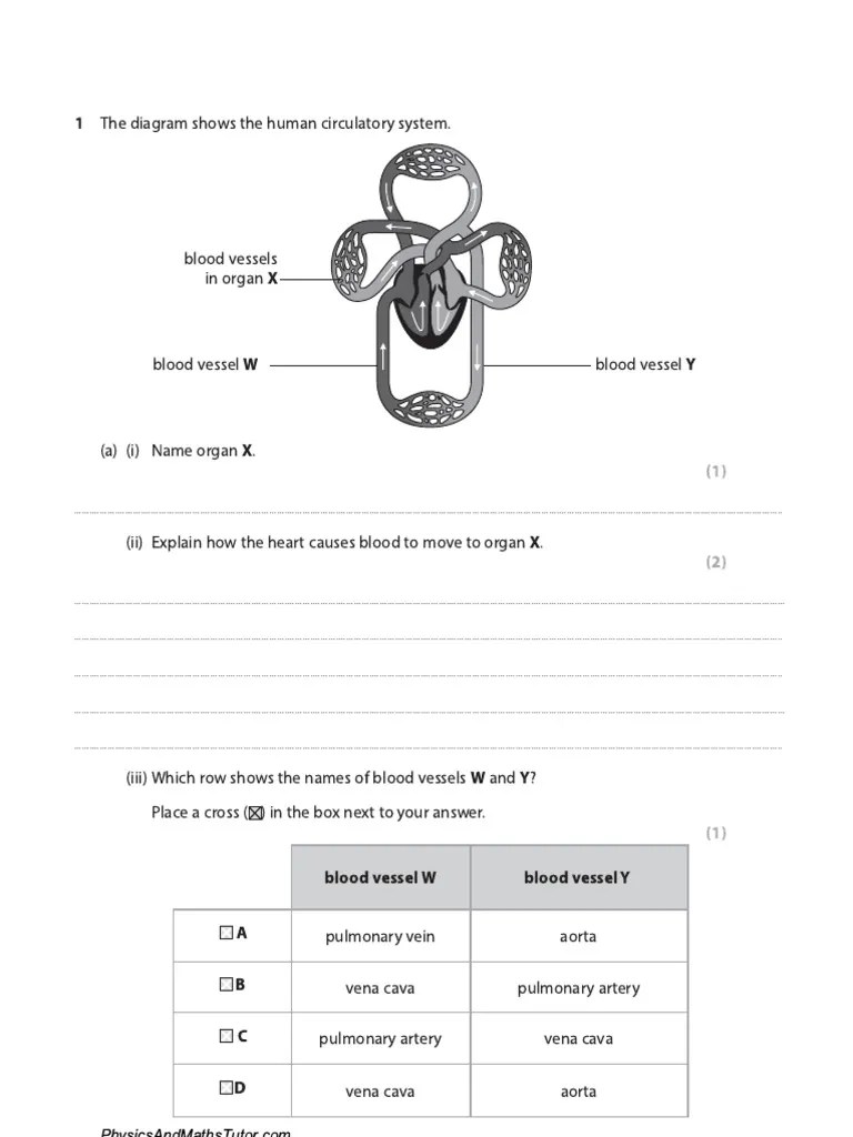 Circulatory System 1 Answered | PDF