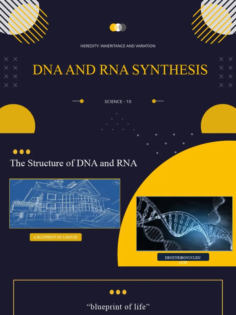 Module 2 Heredity - Inheritance And Variation Central Dogma | PDF ...
