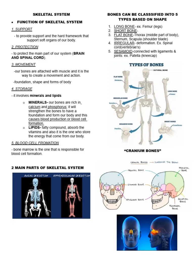SKELETAL SYSTEM | PDF