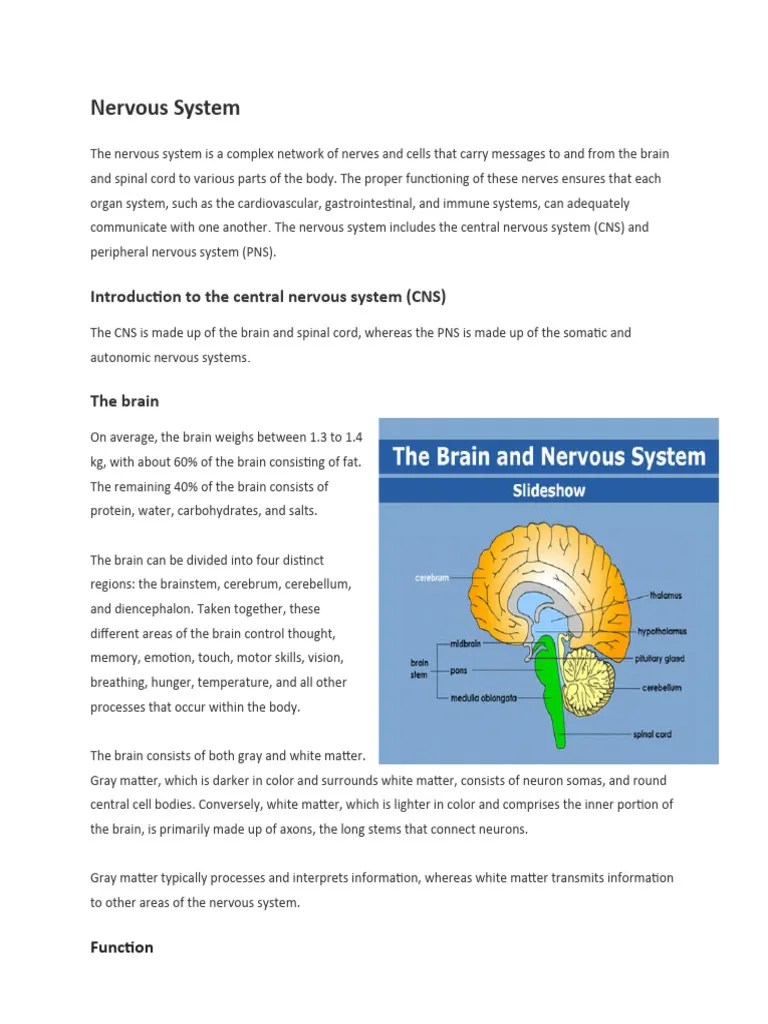 Nervous System | PDF | Nervous System | Central Nervous System