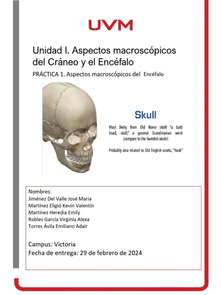 Practica 2. Encefalo | PDF | Sistema Nervioso Central | Cerebro