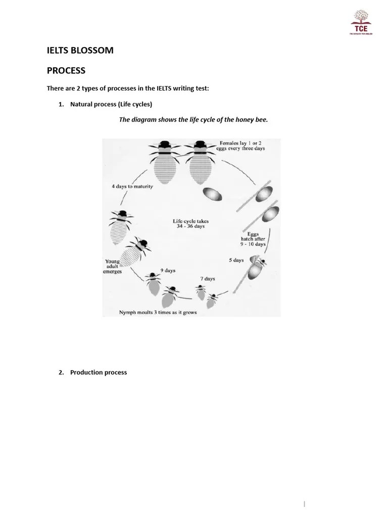 Writing Task 1 Lesson 6 | PDF | Pupa | Paper
