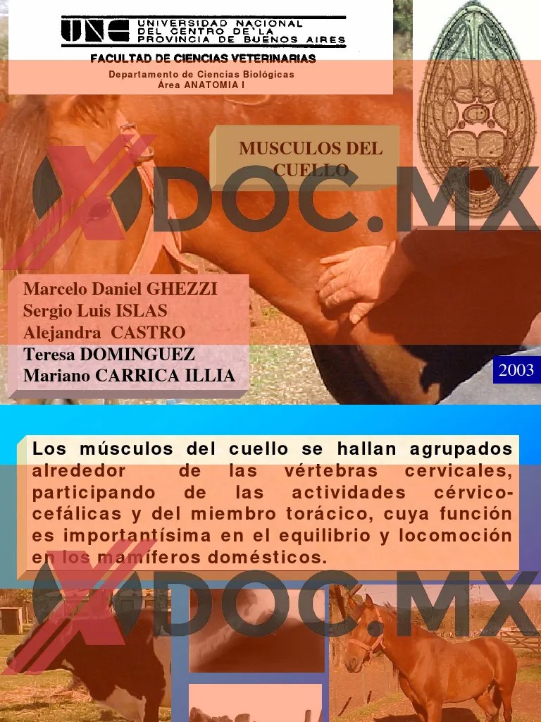Xdoc - MX Musculos Del Cuello | PDF