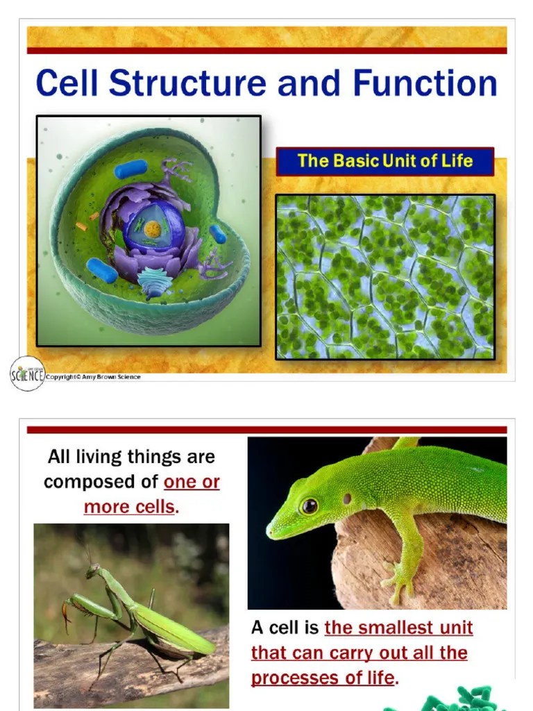 Cell Structure Slides | PDF