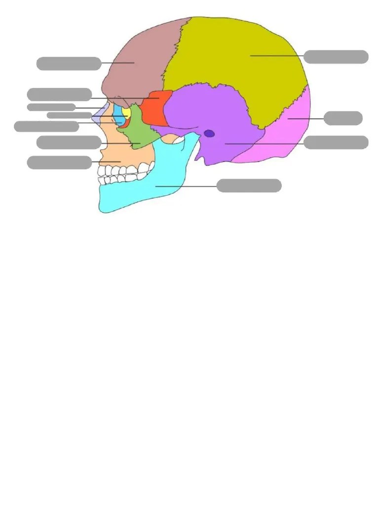 Crânio Nomes Dos Ossos Atividade | PDF