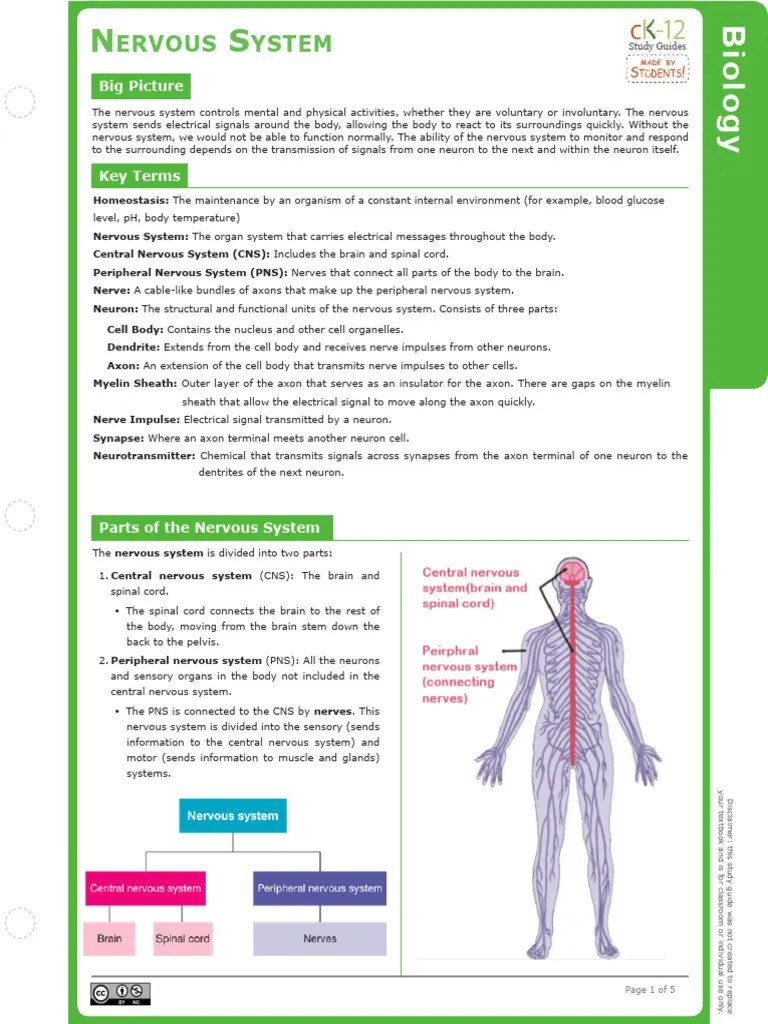 Summary Notes - Nervous System And Disease 2024 | PDF | Nervous System ...