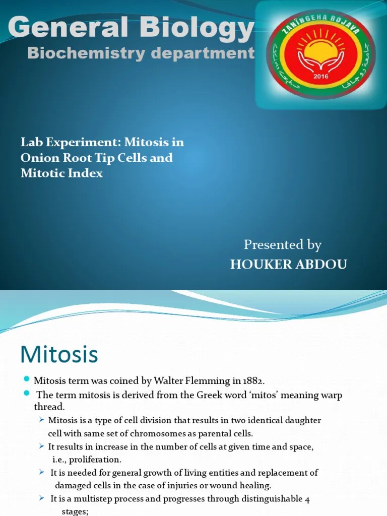 Lab Experiment Mitosis In Onion Root Tip Cells | PDF | Mitosis | Cell Biology