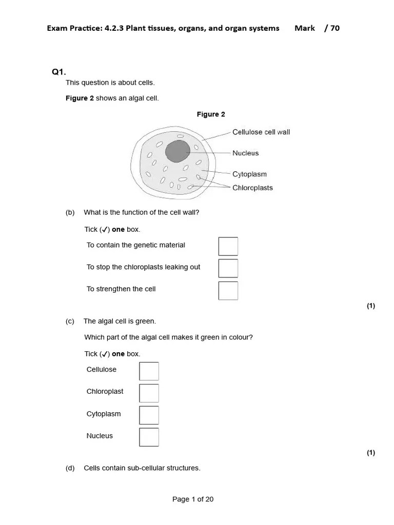 Plant Tissues, Organs And Organ Systems | PDF | Leaf | Stoma