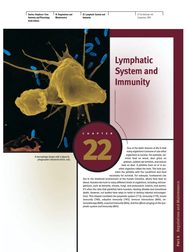 22 Lymphatic System And Immunity | PDF | Lymphatic System | Lymph Node