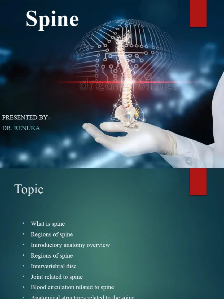 Spine | PDF | Vertebra | Vertebral Column