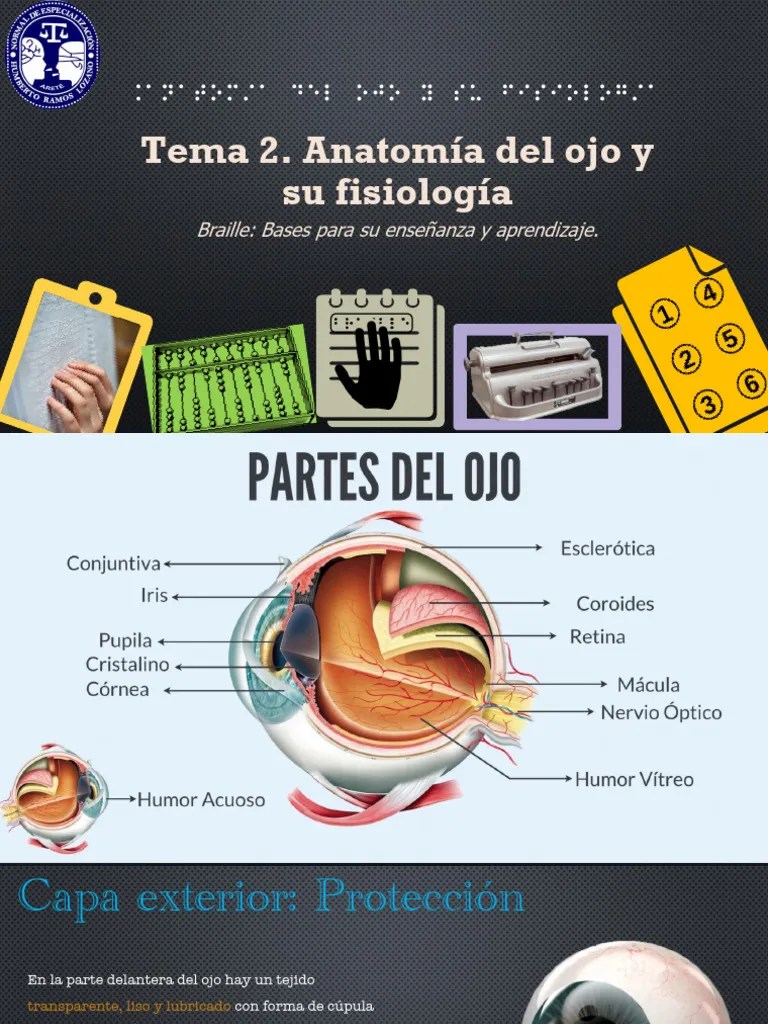 Vision Y Anatomia Del Ojo Pdf Ojo Humano Ojo - Premium Gradient Picture Gallery - Ultra HD