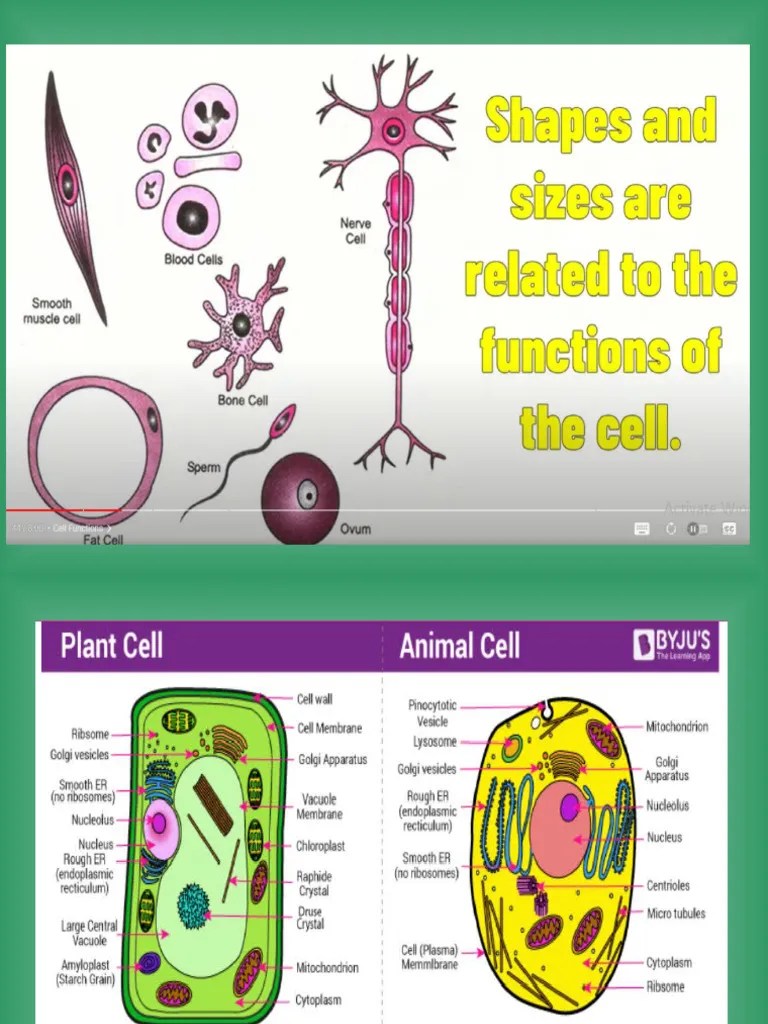 Cell Structure Function | PDF | Cell (Biology) | Cell Nucleus