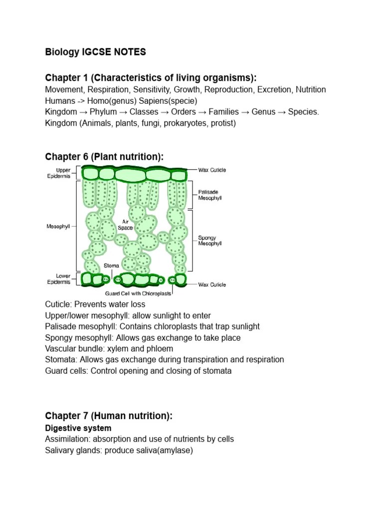 Biology IGCSE Notes | PDF | Digestion | Lung