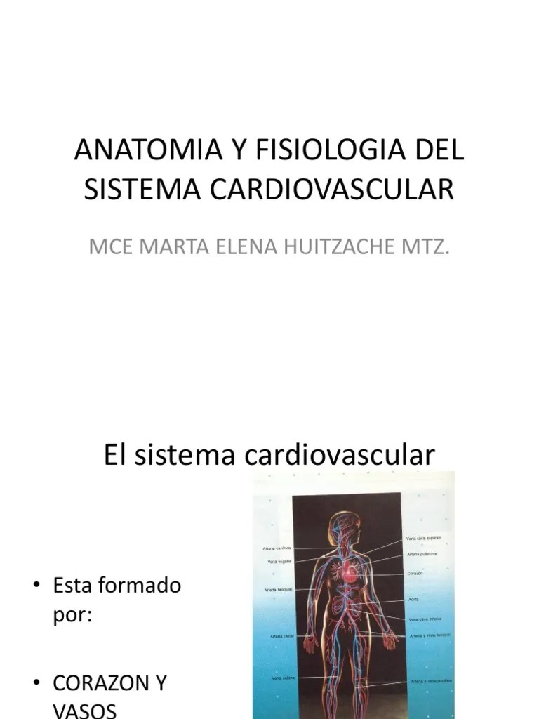Anatomia Y Fisiologia Del Sistema Cardiovascular | PDF | Potencial De Acción | Corazón