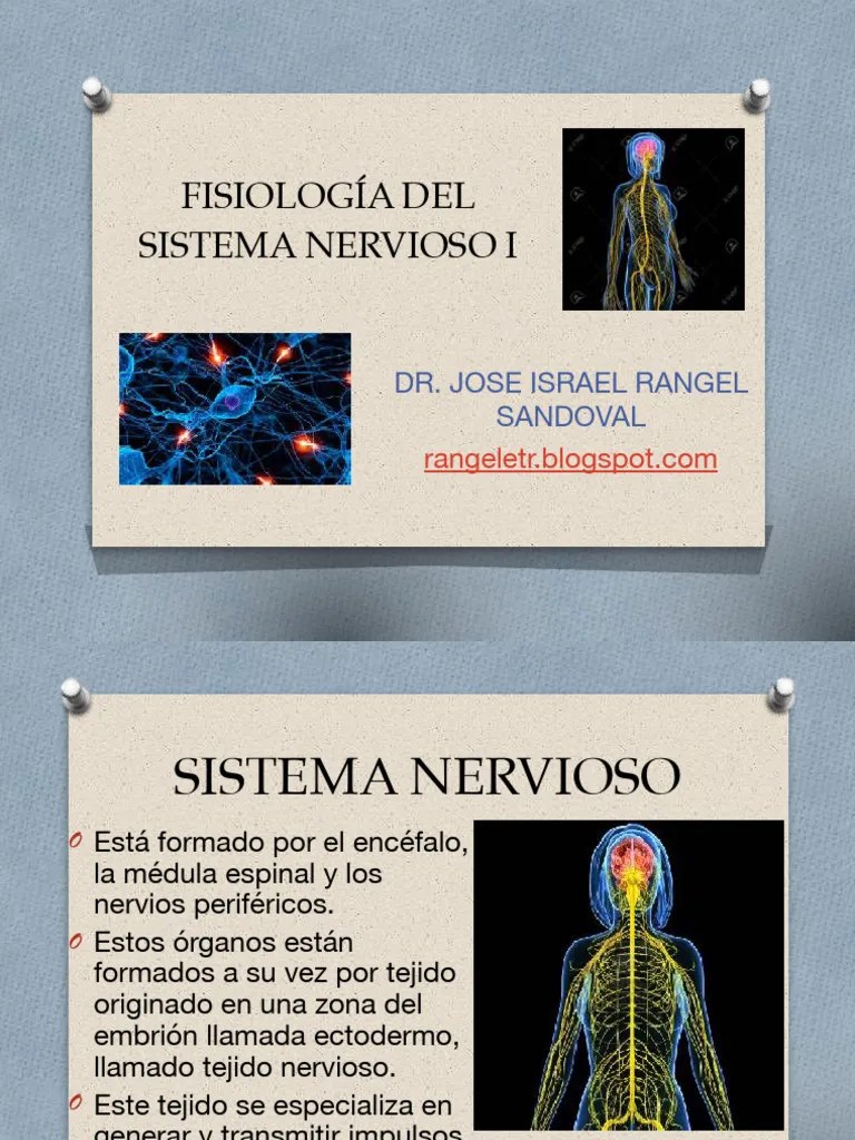 Fisiologia Basica Del Sistema Nervioso I | PDF | Sistema Nervioso ...