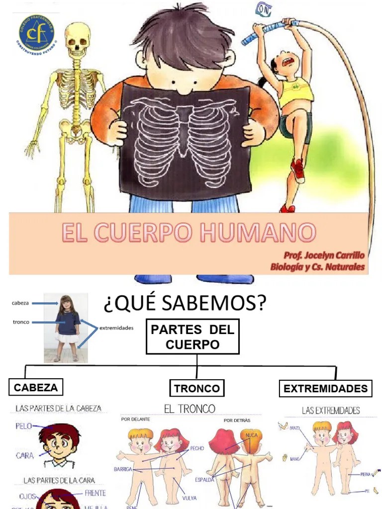 Clase Organos Del Cuerpo Humano | PDF