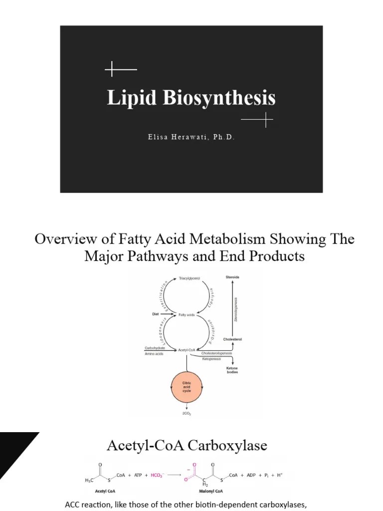 Lipid Biosynthesis | PDF | Biosynthesis | Glycolysis