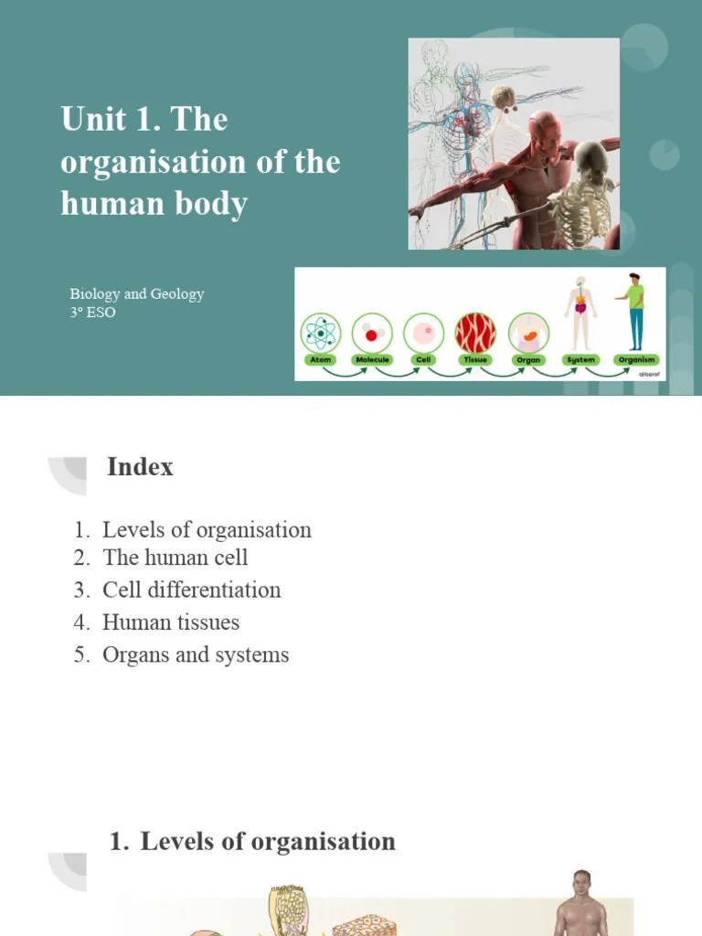 Unit 1. The Organisation Of The Human Body | PDF | Cell (Biology) | Cellular Differentiation