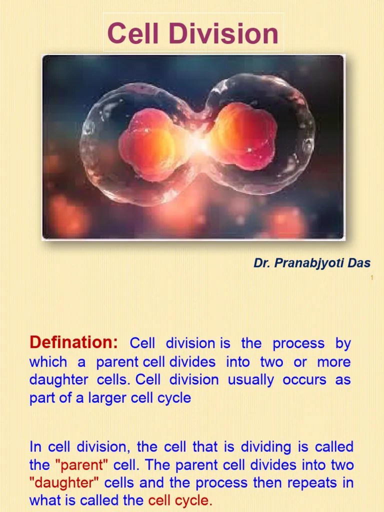 Cell Division Lecture Powerpoint | PDF | Meiosis | Mitosis