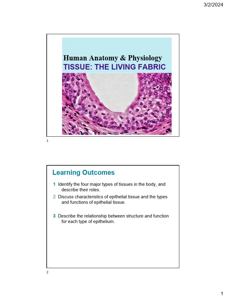 Tissues 2 | PDF | Epithelium | Connective Tissue