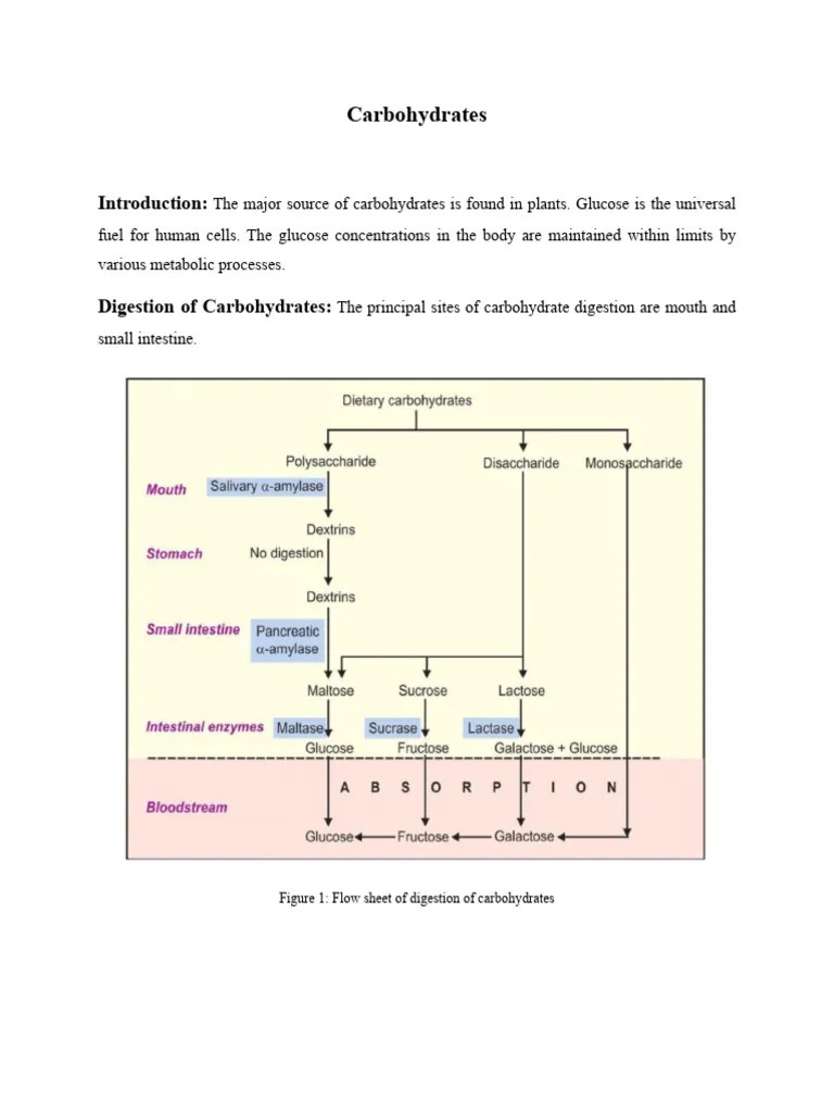 CARBOHYDRATES | PDF | Diet & Nutrition | Chemistry
