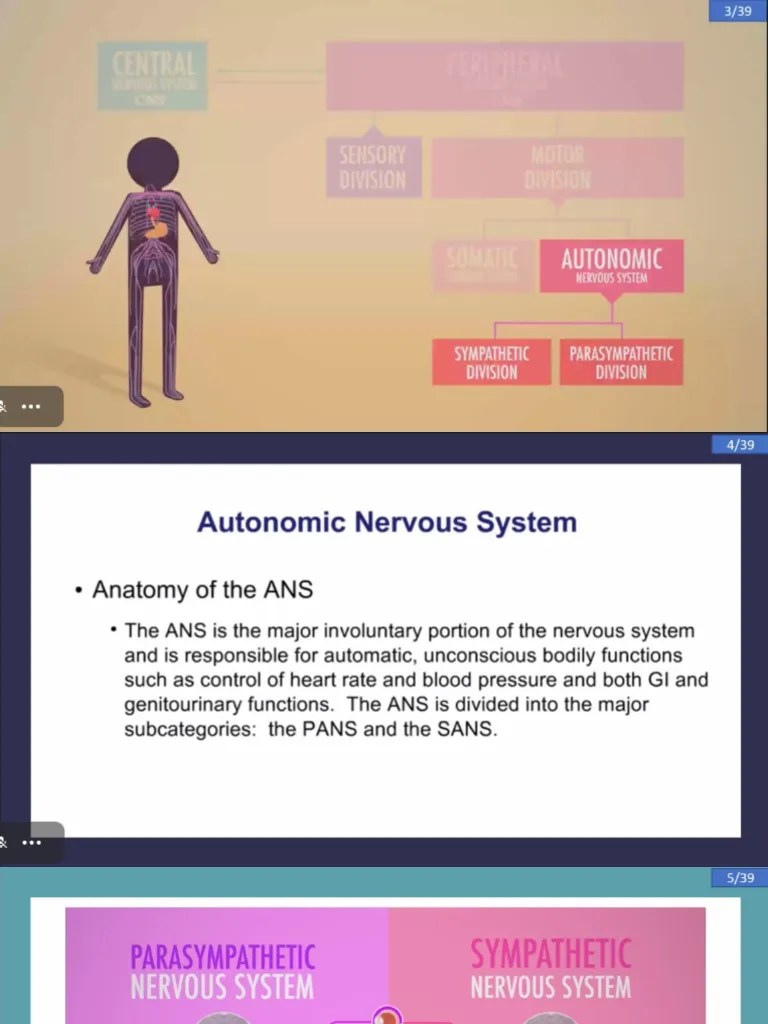 Autonomic Nervous System | PDF