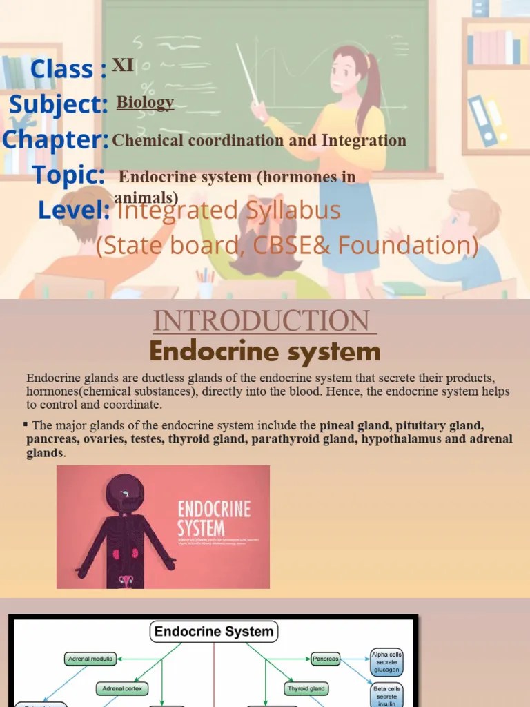 Endocrine System | PDF | Endocrine System | Hormone