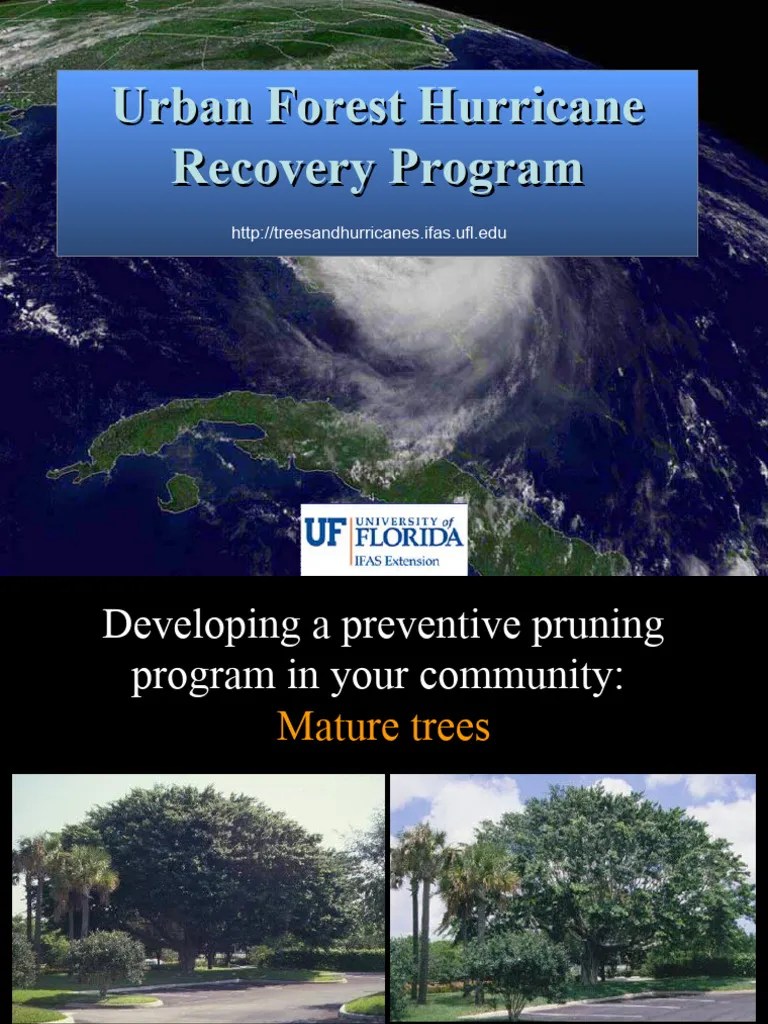 Pruning Mature | PDF | Pruning | Trees