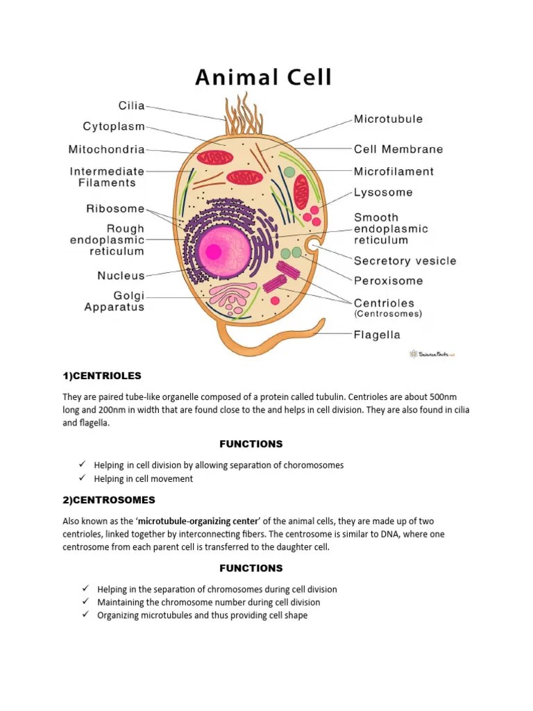 Animal Cells | PDF | Endoplasmic Reticulum | Cell (Biology)
