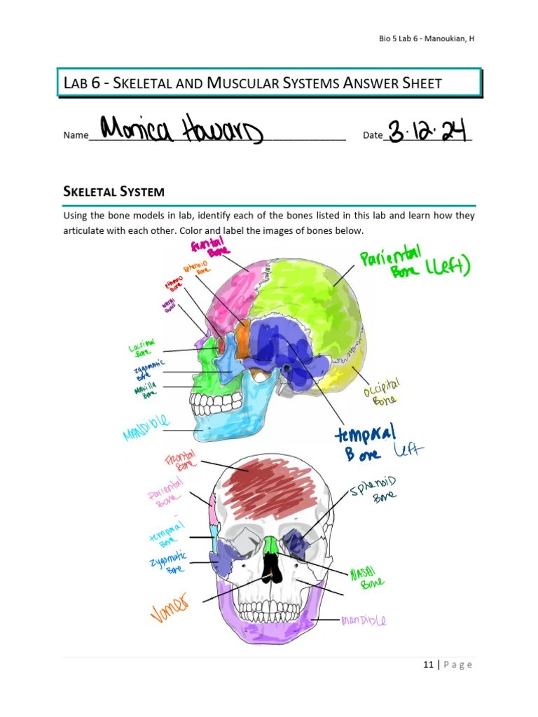 Finishedbio 5 Lab 6 - Skeletal And Muscular Systems | PDF | Anatomy | Limbs (Anatomy)