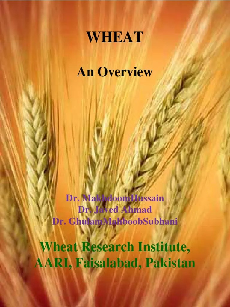 Wheat_0 (1) | Download Free PDF | Plant Breeding | Agriculture