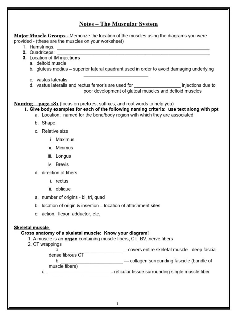 Notes_-_the_muscular_system_part_1 | PDF | Anatomical Terms Of Motion ...
