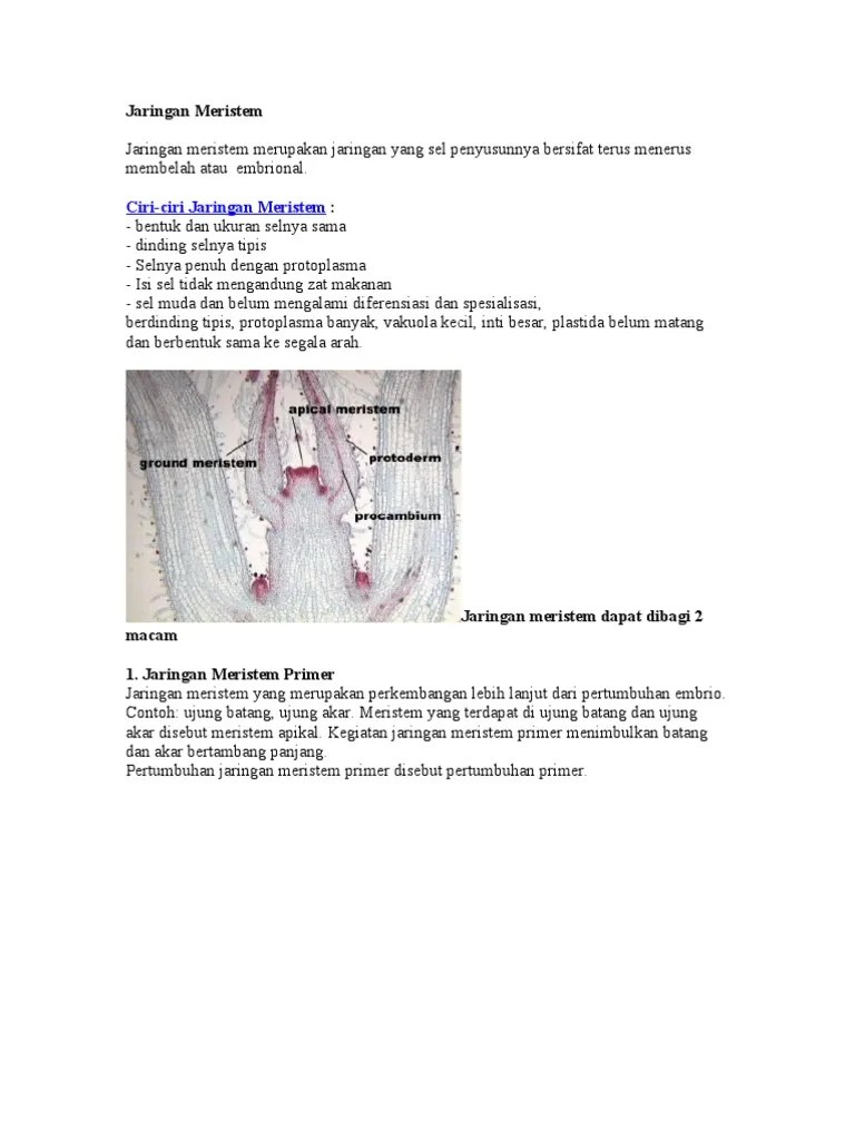 Jaringan Meristem | PDF