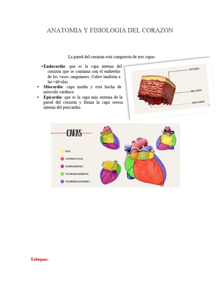 Anatomia Y Fisiologia Del Corazon | PDF | Corazón | Sistema Circulatorio