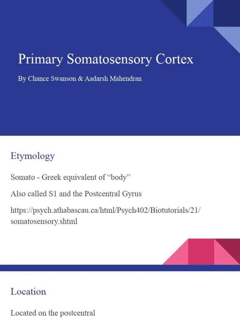 Primary Somatosensory | Download Free PDF | Somatosensory System ...