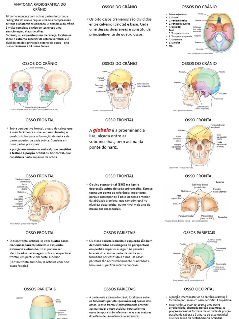 Anatomia Do Cranio | PDF | Crânio | Sistema Locomotor