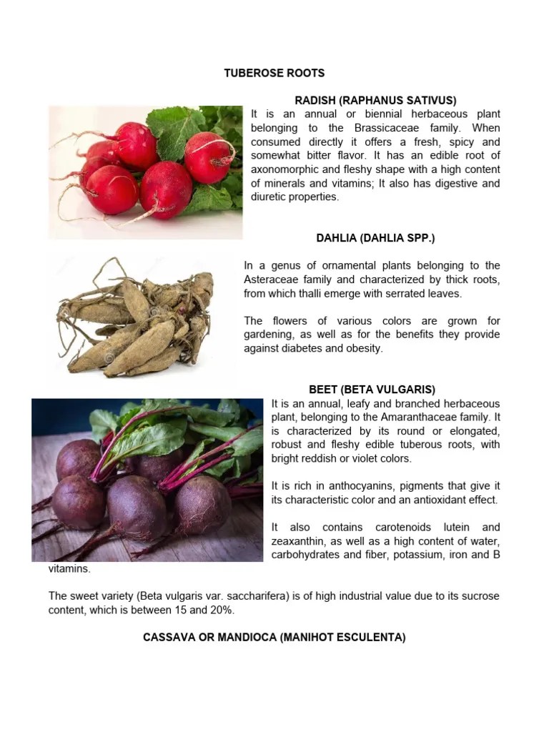 Tuberous Roots | PDF | Legume | Trees