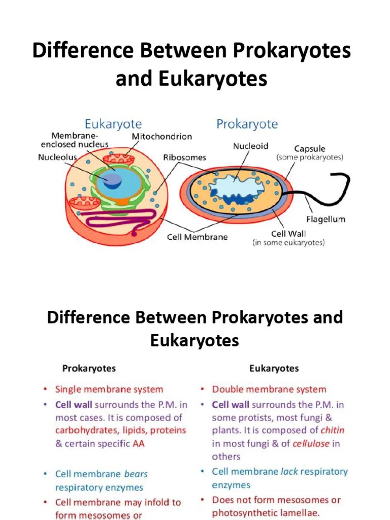 Difference Between Prokaryotes And Eukaryotes | PDF