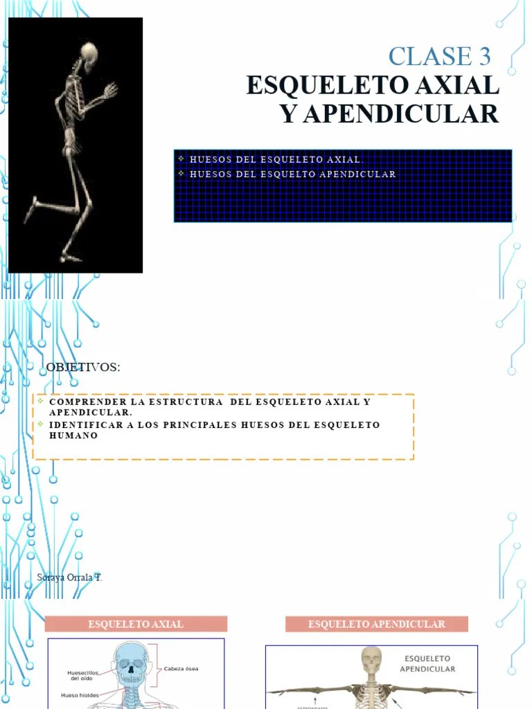 Anatomía Clase 3esq | PDF | Vértebra | Tórax