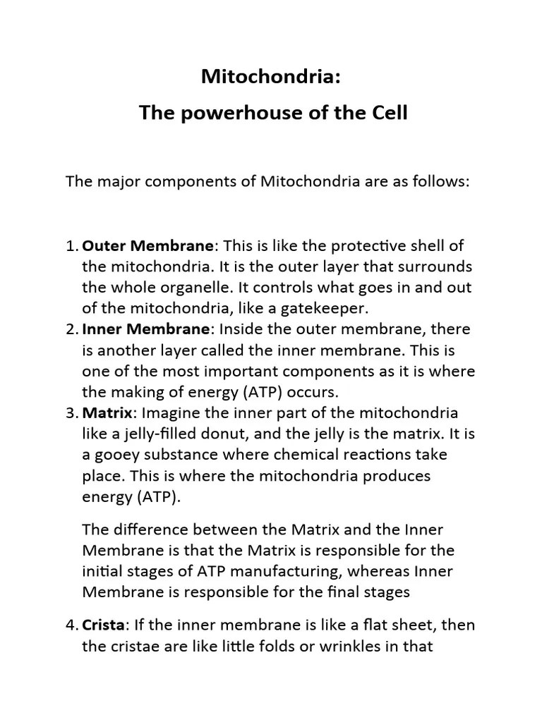 Mitochondria: The Powerhouse Of The Cell | PDF